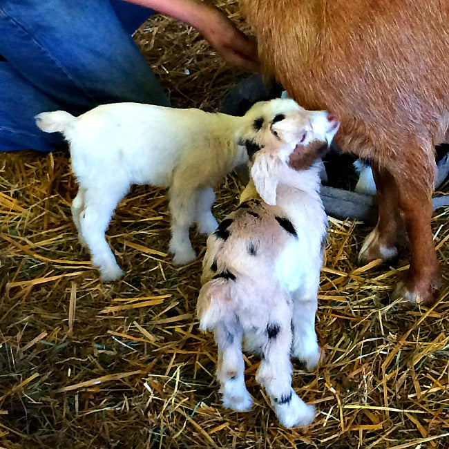 Mount Airy Day Trip Itinerary (Younger Kids)