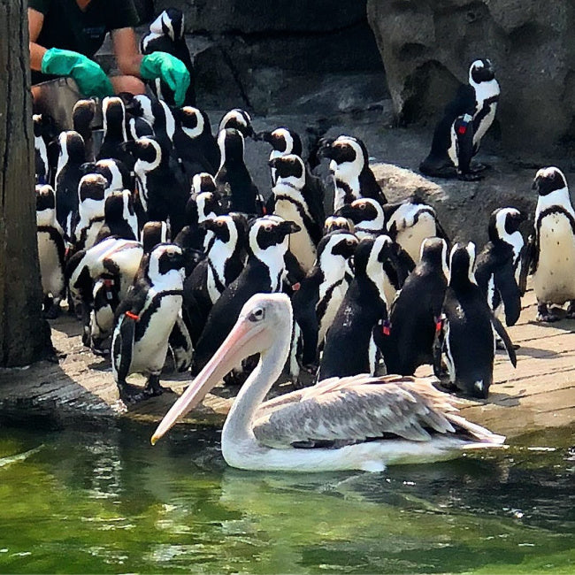 Maryland Zoo Day Trip Itinerary