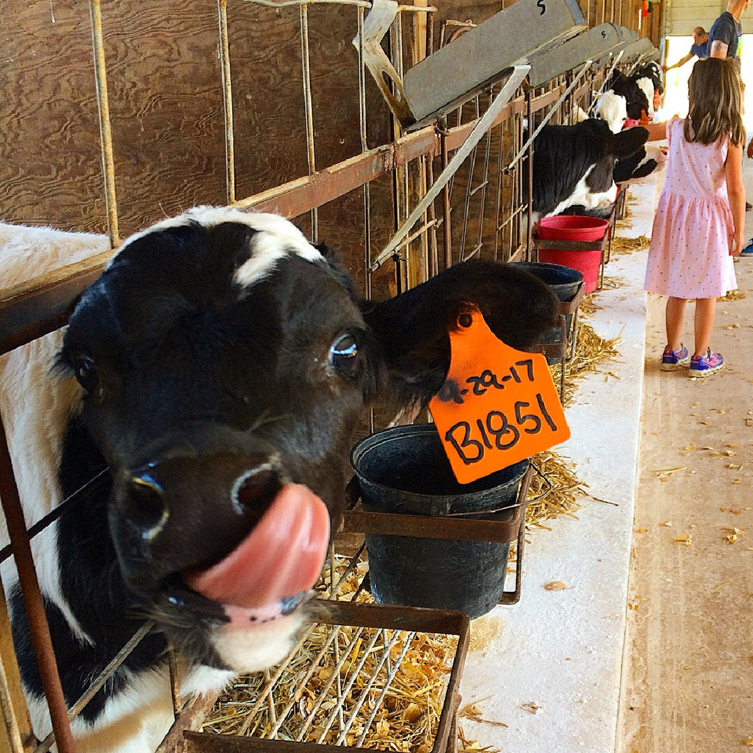 South Mountain Creamery Day Trip Itinerary